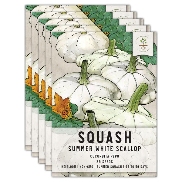 Early White Scallop Summer Squash Seeds For Planting (Cucurbita pepo)