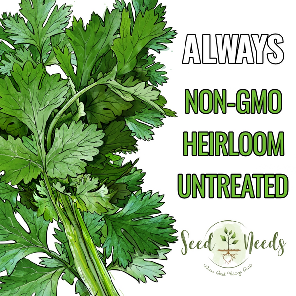 Cilantro Herb Seeds For Planting (Coriandrum sativum)