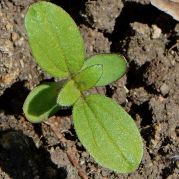Yellow Pygmy Sunflower Seeds For Planting (Helianthus annuus)