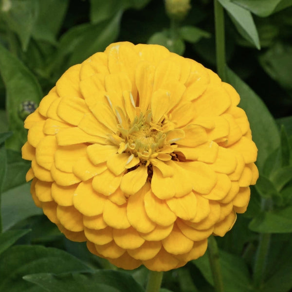 Canary Bird Zinnia Seeds For Planting (Zinnia elegans)