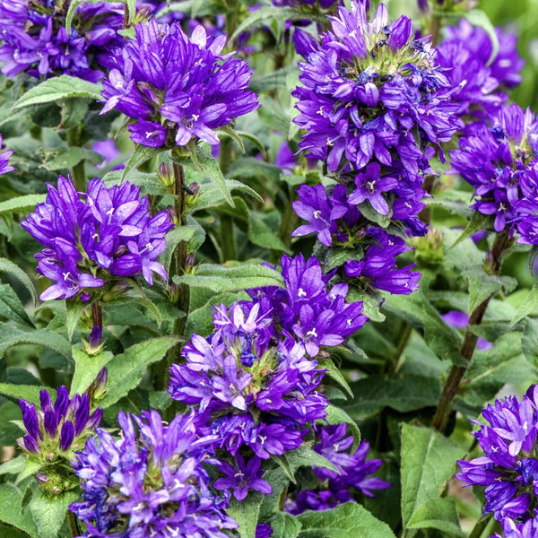 Bellflower Superba Seeds For Planting (Campanula glomerata)