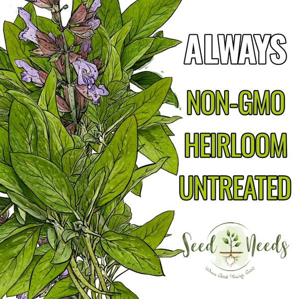 Sage Herb Seeds For Planting (Salvia officinalis)