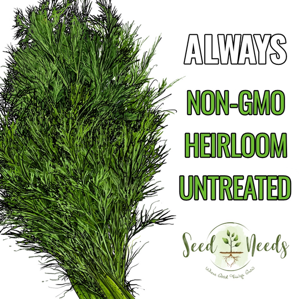 Dill Herb Seeds For Planting (Anethum graveolens)