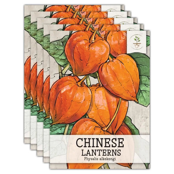 Chinese Lantern Seeds For Planting (Physalis alkekengi)