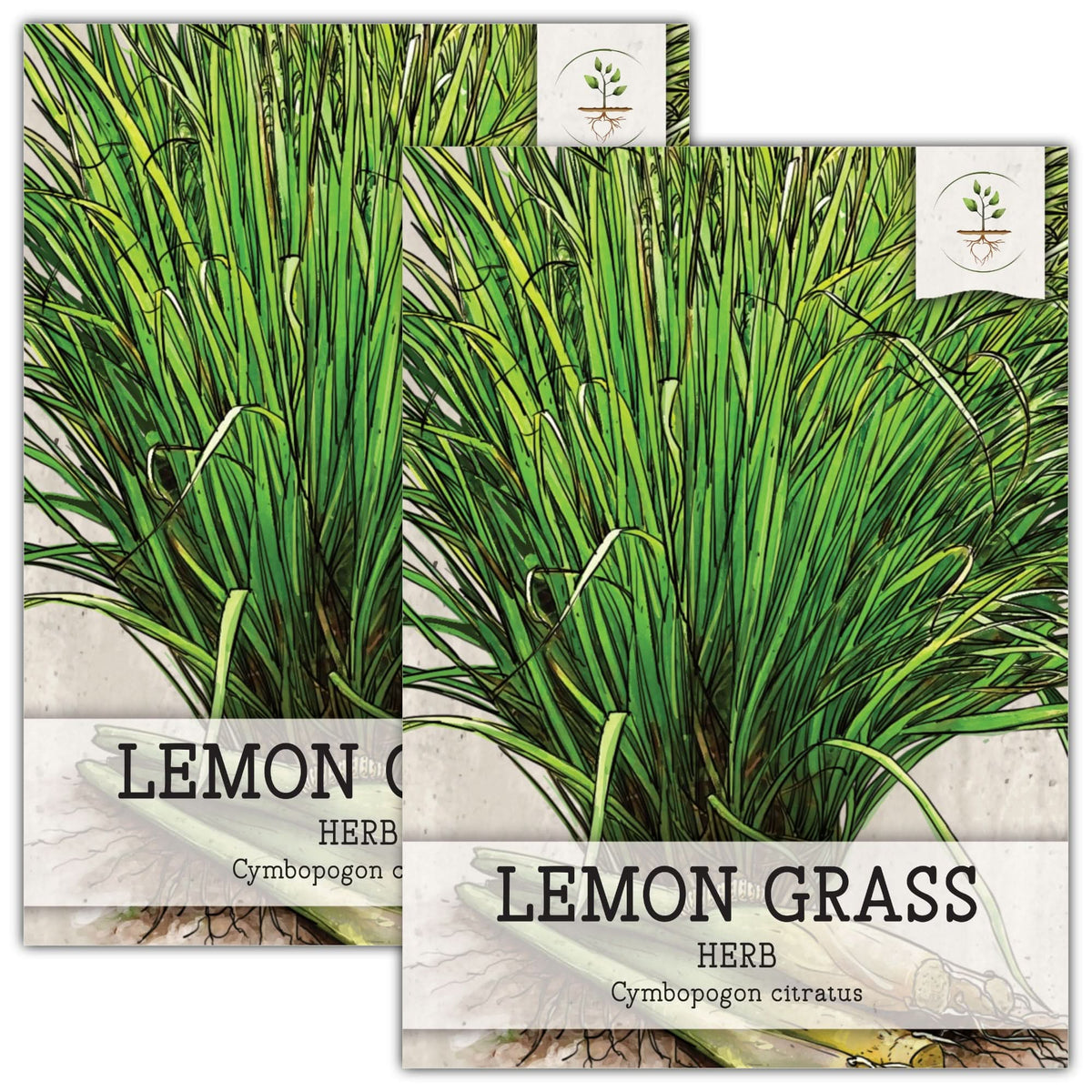 lemon grass seeds for planting Lemon Grass Seeds For Planting (Cymbopogon citratus) – Seed Needs LLC