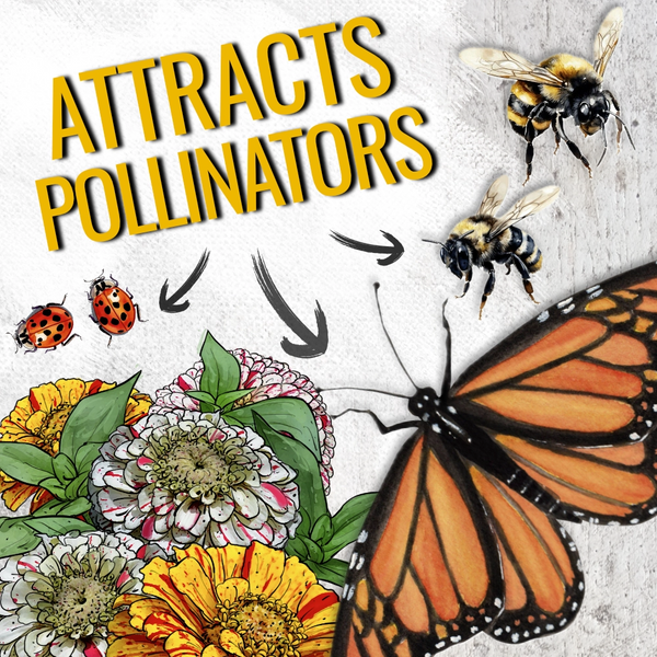 Candystripe Zinnia Mixture (Zinnia elegans)