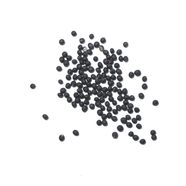 Sage Herb Seeds For Planting (Salvia officinalis)