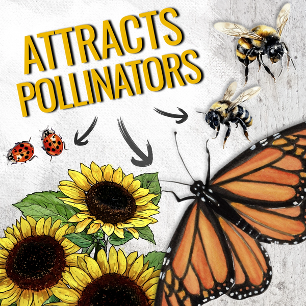 Yellow Pygmy Sunflower Seeds For Planting (Helianthus annuus)