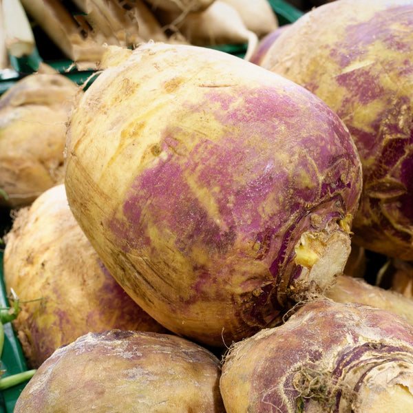 Purple Top Rutabaga Seeds For Planting (Brassica napus)
