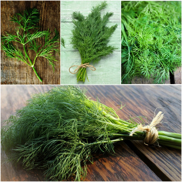 Dill Herb Seeds For Planting (Anethum graveolens)