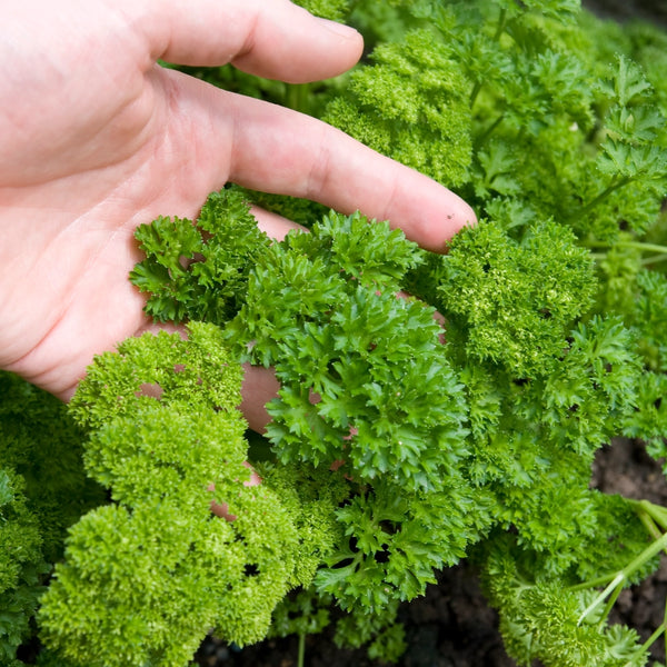 Triple Curled Parsley Seeds For Planting (Petroselinum crispum)