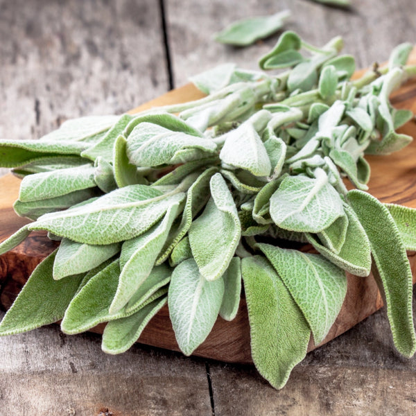 Sage Herb Seeds For Planting (Salvia officinalis)