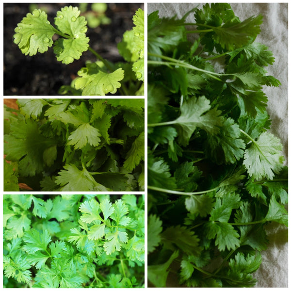 Cilantro Herb Seeds For Planting (Coriandrum sativum)