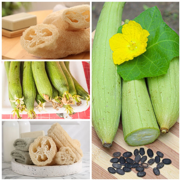 Luffa Gourd Seeds For Planting (Luffa aegyptiaca)
