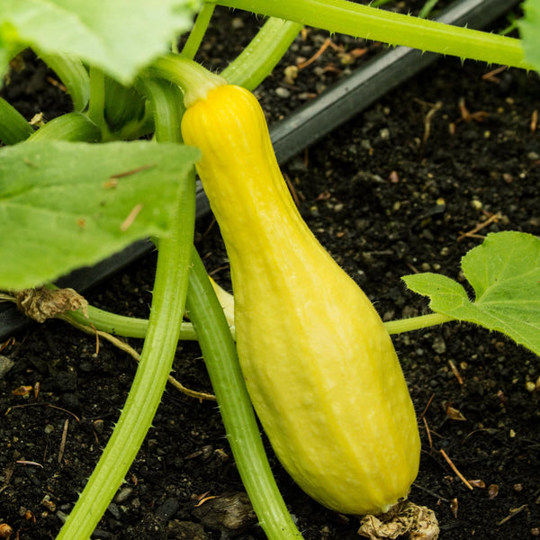 Early Prolific Straightneck Summer Squash Seeds For Planting (Cucurbita pepo)