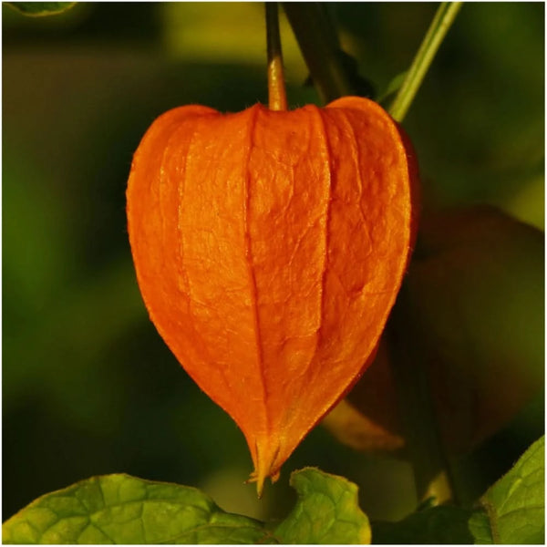Chinese Lantern Seeds For Planting (Physalis alkekengi)