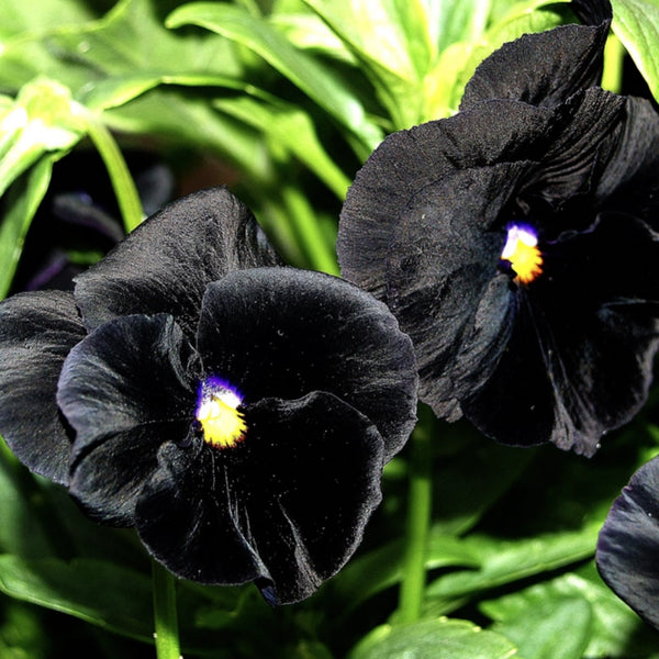 Black Pansy Seeds For Planting "Clear Crystals" (Viola x wittrockiana)