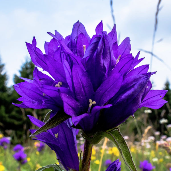 Bellflower Superba Seeds For Planting (Campanula glomerata)