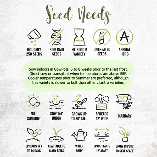 Cilantro Herb Seeds For Planting (Coriandrum sativum)