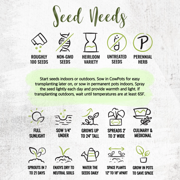 Sage Herb Seeds For Planting (Salvia officinalis)