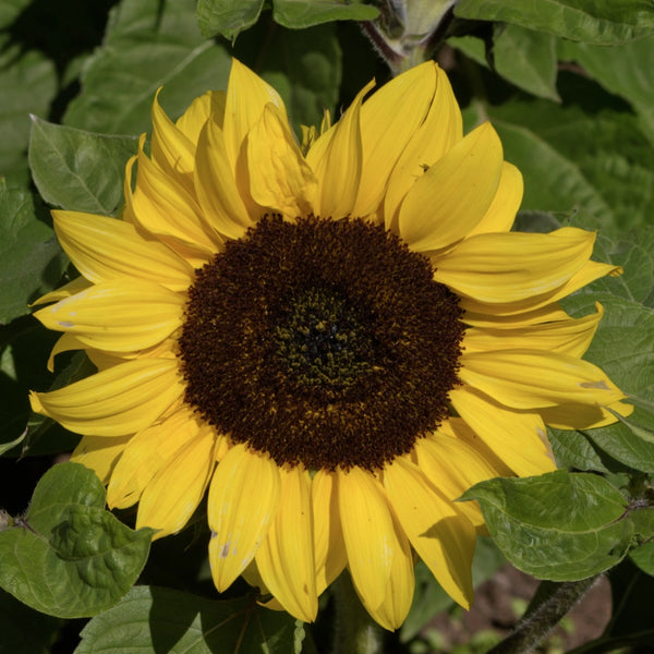 Yellow Pygmy Sunflower Seeds For Planting (Helianthus annuus)