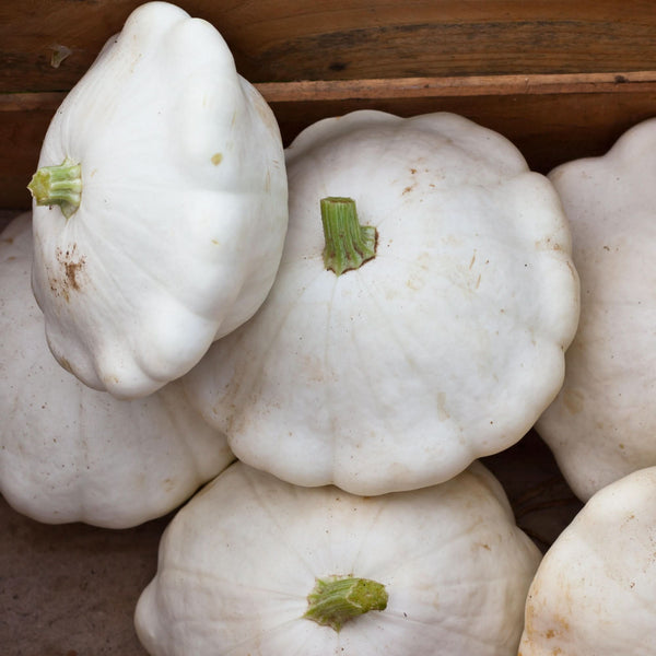 Early White Scallop Summer Squash Seeds For Planting (Cucurbita pepo)
