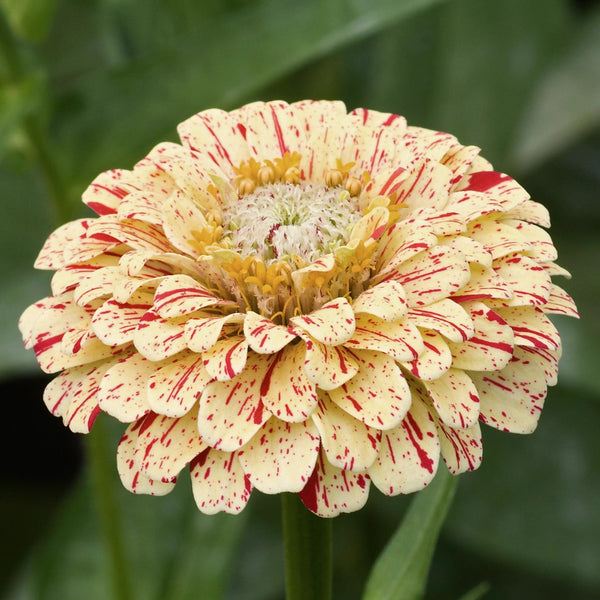 Candystripe Zinnia Mixture (Zinnia elegans)