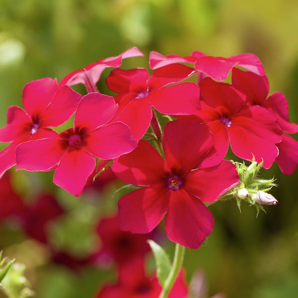 Red Drummond Phlox Seeds For Planting (Phlox Drummondii)