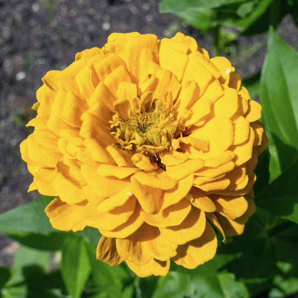 Canary Bird Zinnia Seeds For Planting (Zinnia elegans)