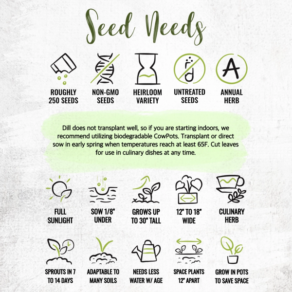 Dill Herb Seeds For Planting (Anethum graveolens)