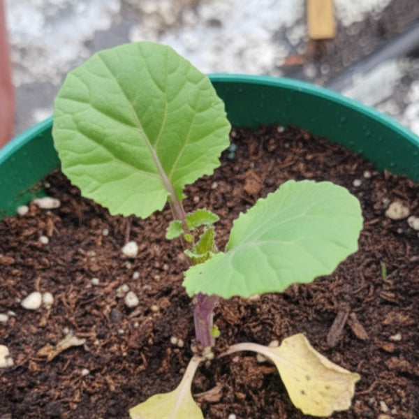 Purple Top Rutabaga Seeds For Planting (Brassica napus)