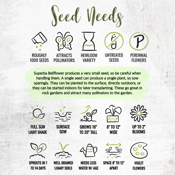 Bellflower Superba Seeds For Planting (Campanula glomerata)