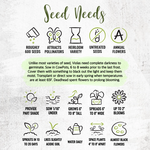 Black Pansy Seeds For Planting "Clear Crystals" (Viola x wittrockiana)
