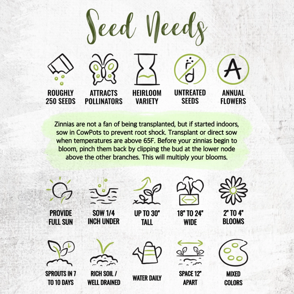 Candystripe Zinnia Mixture (Zinnia elegans)
