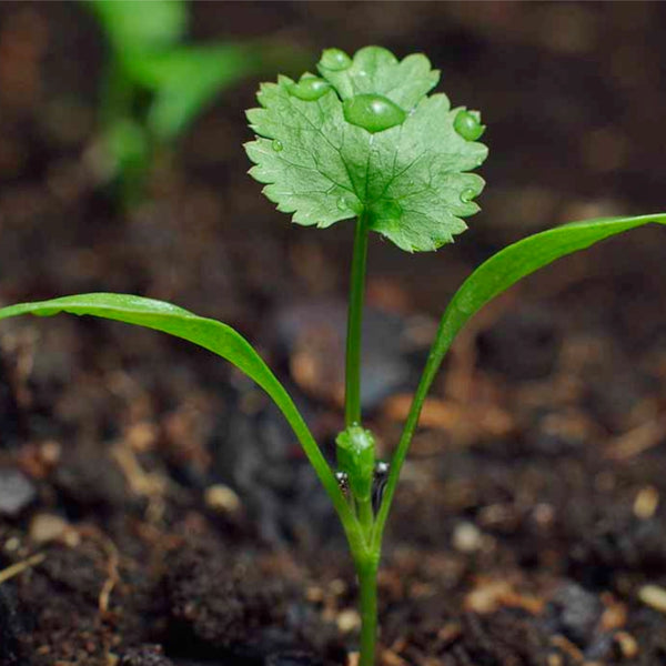 Cilantro Herb Seeds For Planting (Coriandrum sativum)