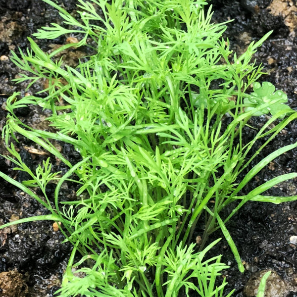 Dill Herb Seeds For Planting (Anethum graveolens)