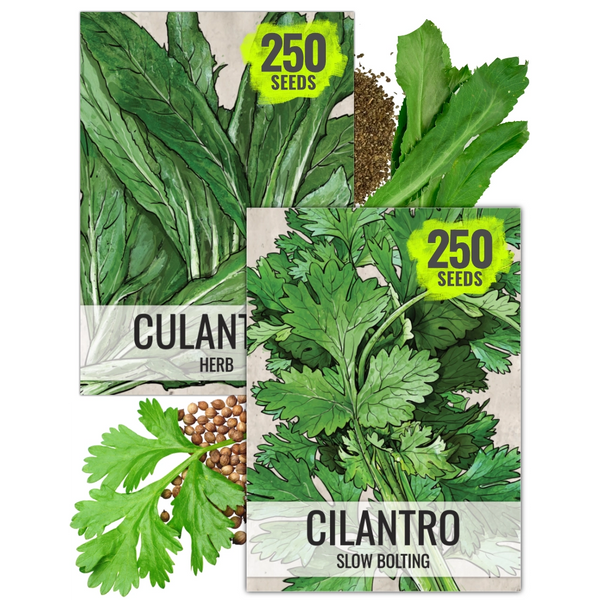 Culantro / Cilantro Seed Collection