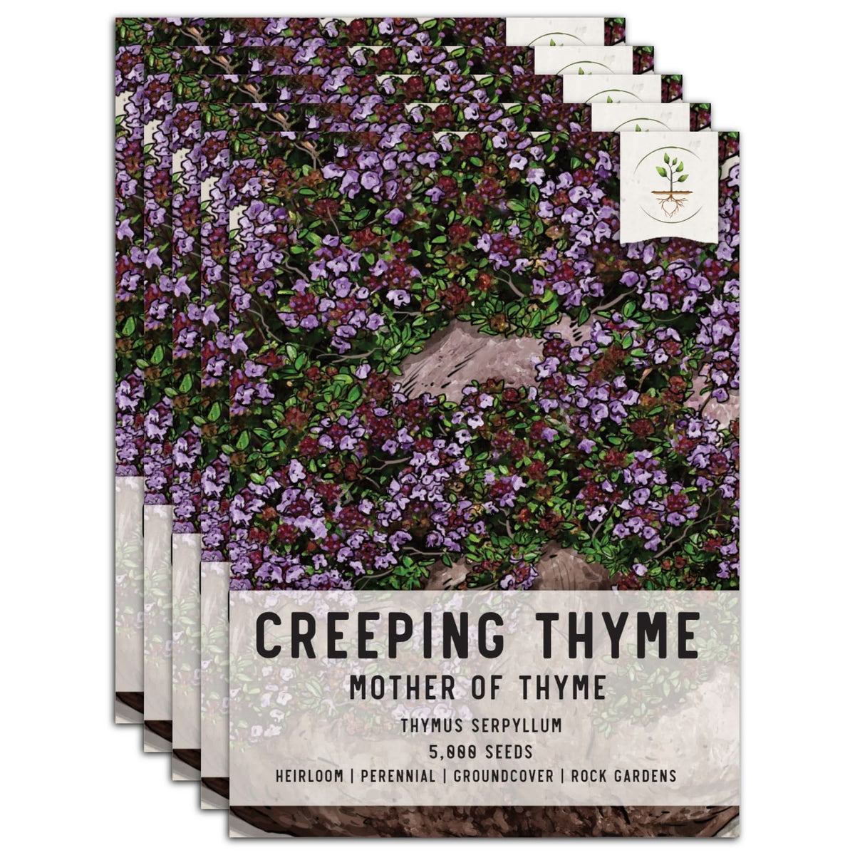 plant creeping thyme seeds Mother of Thyme, Creeping Thyme Seeds For Planting (Thymus serpyllum) – Seed Needs LLC
