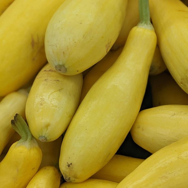 Early Prolific Straightneck Summer Squash Seeds For Planting (Cucurbita pepo)