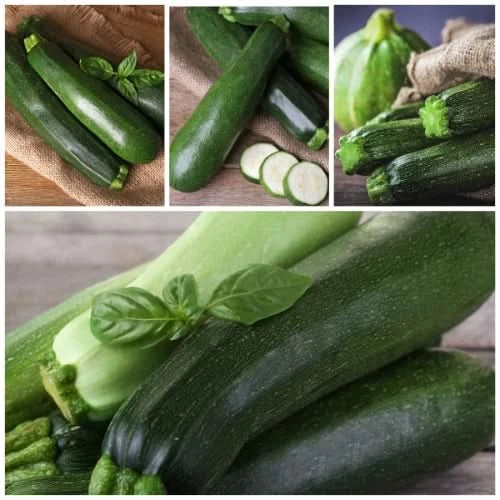 Black Beauty Zucchini, Summer Squash Seeds For Planting (Cucurbita pepo)