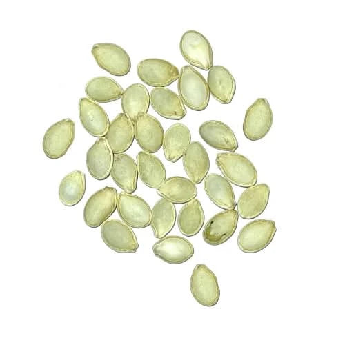 Black Beauty Zucchini, Summer Squash Seeds For Planting (Cucurbita pepo)