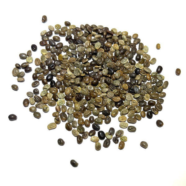Lupine Russell Seeds For Planting (Lupinus polyphyllus)