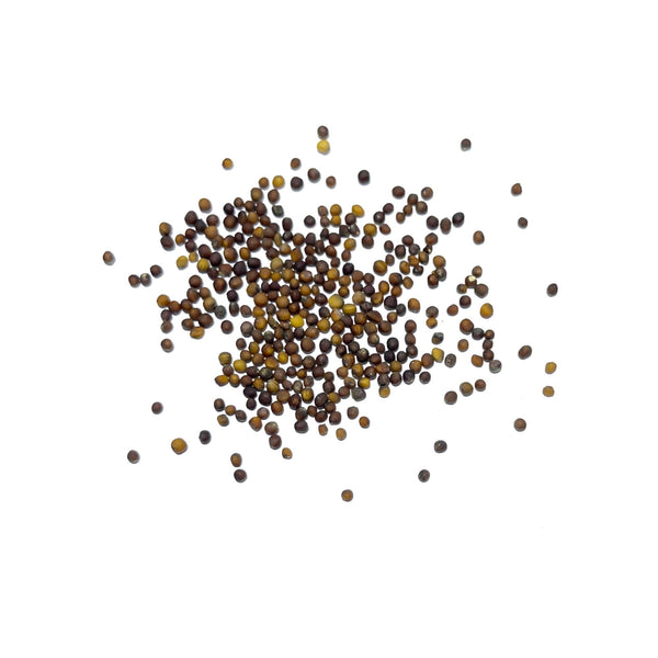 Kale Seeds For Planting, Vates Blue Scotch Curled (Brassica oleracea)