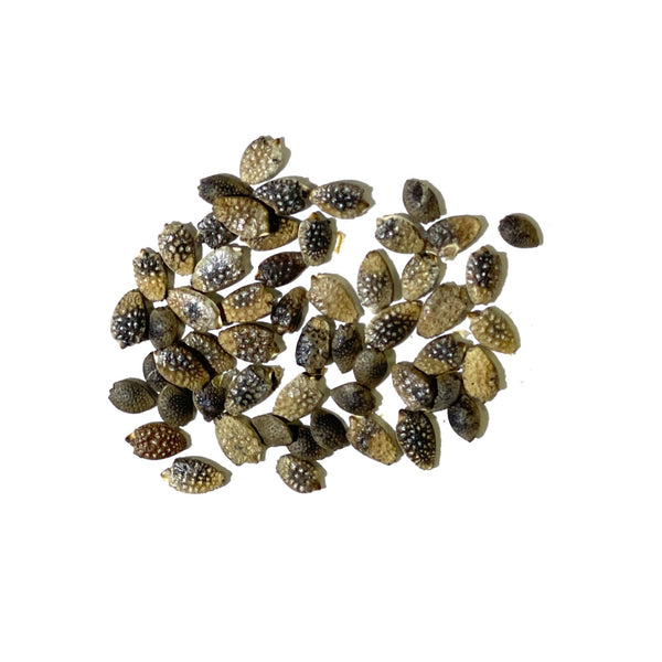 Purple Passion Flower Seeds For Planting (Passiflora edulis)