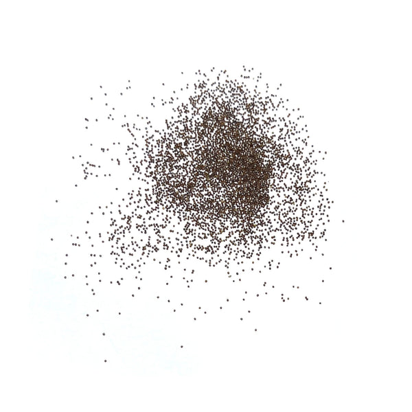 Wild Petunia Seeds For Planting (Petunia violacea)