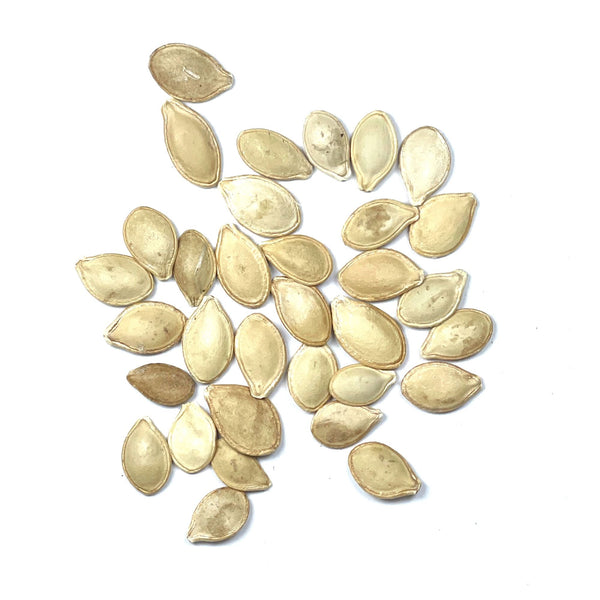 Early Prolific Straightneck Summer Squash Seeds For Planting (Cucurbita pepo)