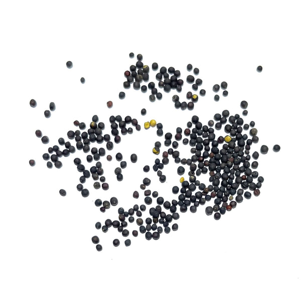 Red Russian Kale Seeds For Planting (Brassica napus)