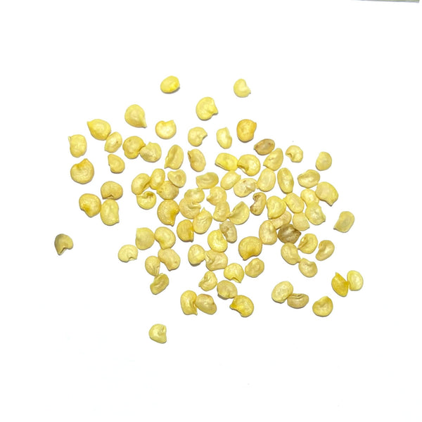 Santa Fe Grande Hot Pepper Seeds For Planting (Capsicum annuum)