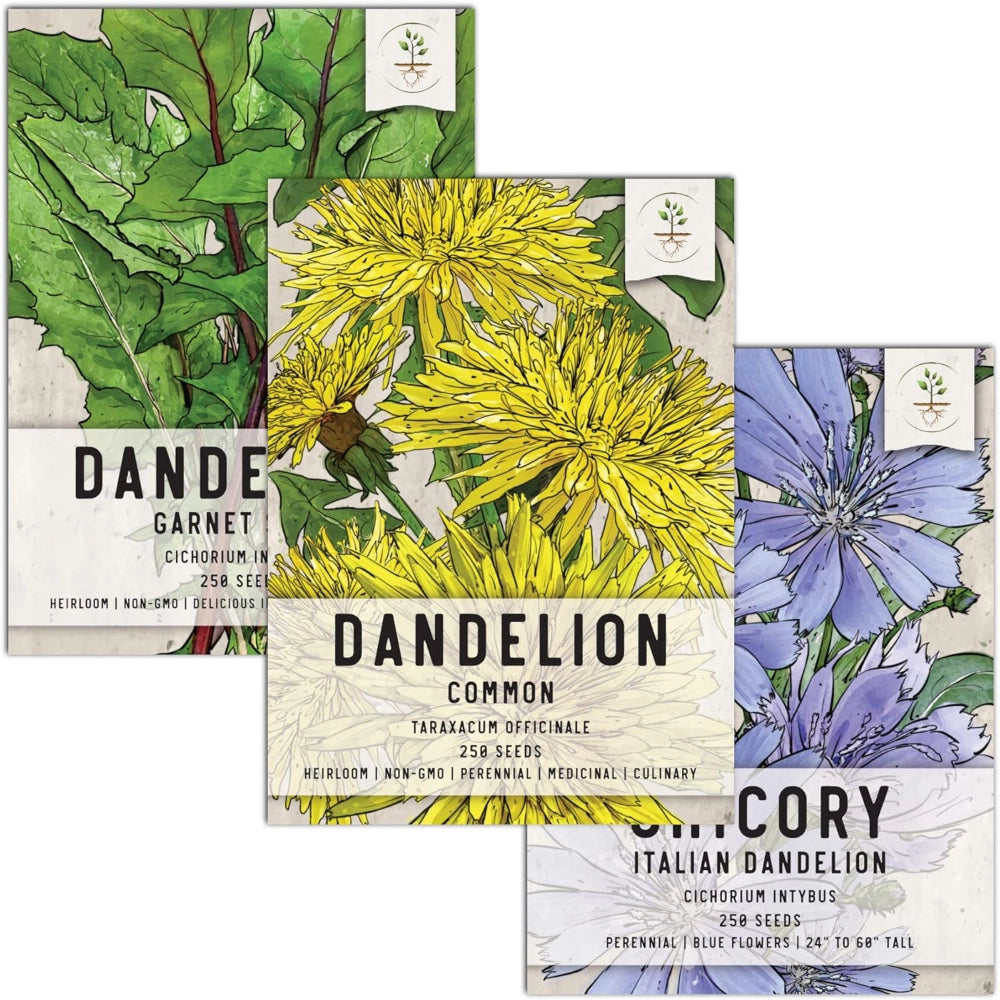 dandelion plant seeds Dandelion Seed Trio – Seed Needs LLC