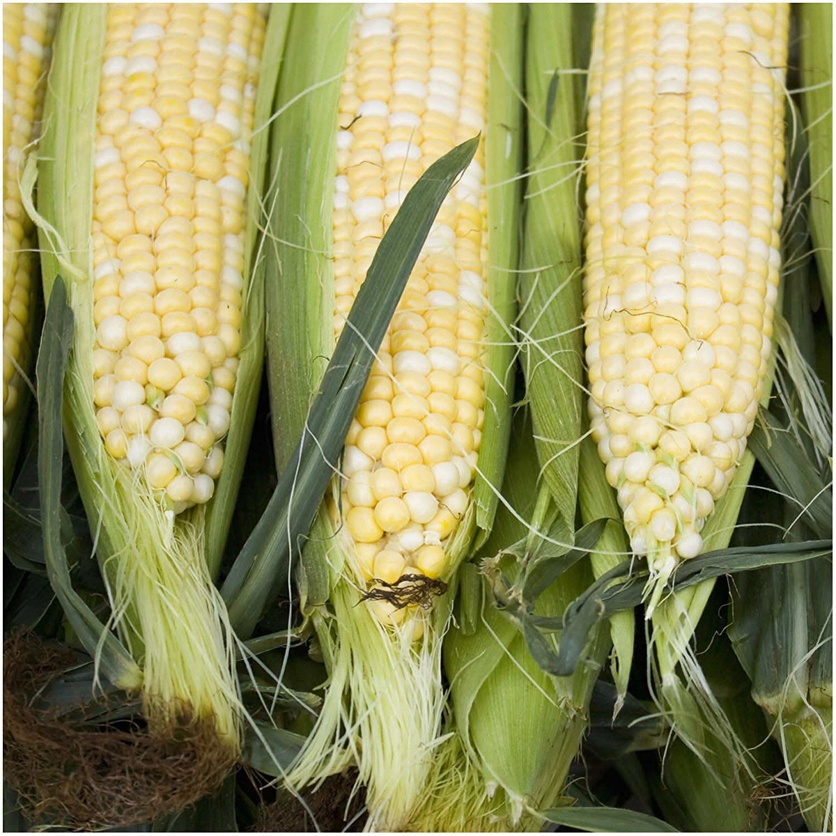 Peaches and Cream Corn Seeds For Planting (Zea mays) Seed Needs LLC